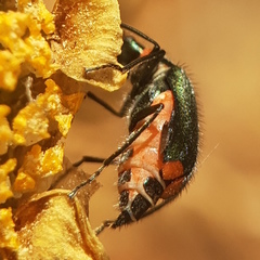Clanoptilus assimilis