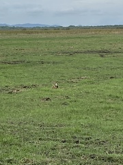 Caracara plancus cheriway