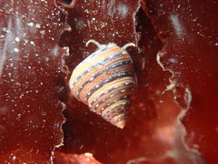 Calliostoma tricolor