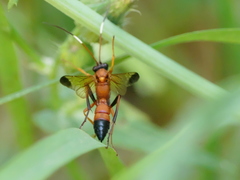 Ctenochares bicolorus
