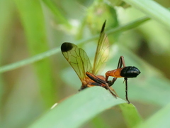 Ctenochares bicolorus