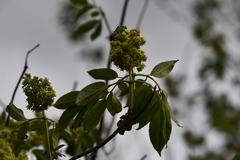 Sambucus racemosa