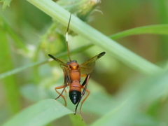 Ctenochares bicolorus