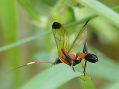 Ctenochares bicolorus