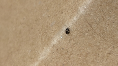 Phyllotreta striolata