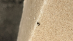 Phyllotreta striolata