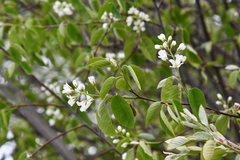 Amelanchier spicata