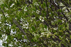 Amelanchier spicata