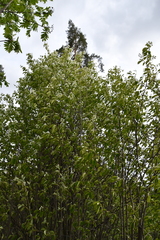 Amelanchier spicata