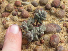 Dudleya brevifolia