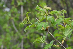 Viburnum opulus