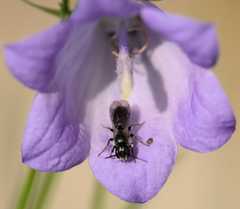 Chelostoma rapunculi