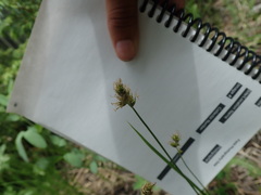 Carex tahoensis