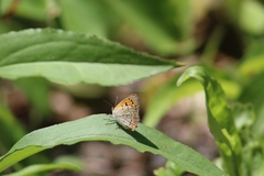 Lycaena phlaeas hypophlaeas