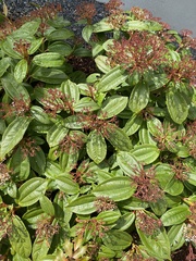 Viburnum davidii