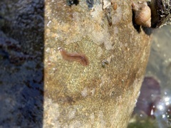 Acotylea