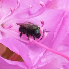 Osmia ribifloris
