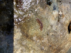 Acotylea