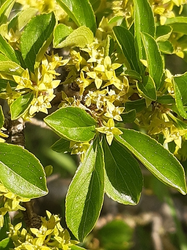 Image of Rhamnus saxatilis by (c) Martin Scheuch, some rights reserved (CC BY)