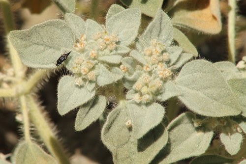 iNaturalist observation photo of Tumbling Flower Beetles