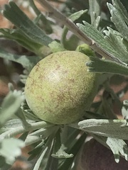 Rhopalomyia calvipomum