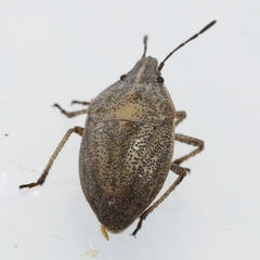 Coenus delius