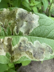 Calycomyza flavinotum