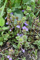Glechoma hederacea