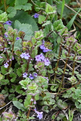 Glechoma hederacea