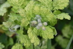Chelidonium majus