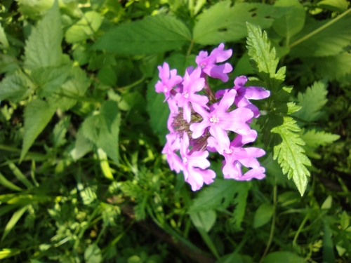 Verbena canadensis
