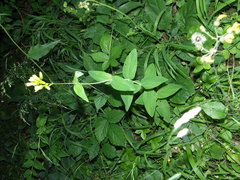Hypericum montanum