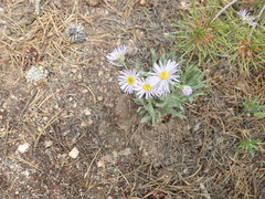 Erigeron vetensis