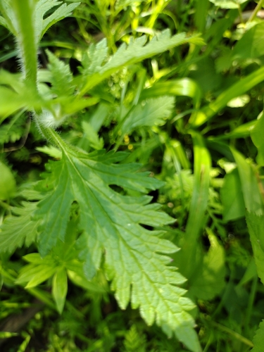 Verbena canadensis