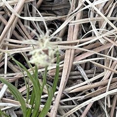Carex geyeri