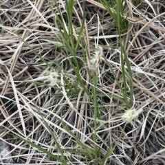 Carex geyeri