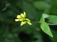 Hypericum montanum