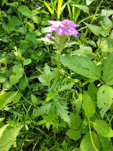 Verbena canadensis