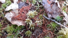 Sphagnum medium
