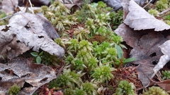 Sphagnum medium