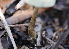 Simocybe phlebophora