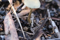 Simocybe phlebophora