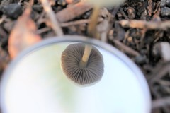 Simocybe phlebophora