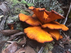 Omphalotus subilludens