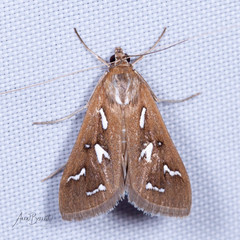 Diastictis