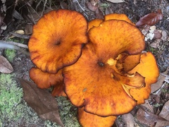 Omphalotus subilludens