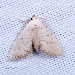 Scolecocampinae