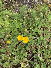 Ranunculus orthorhynchus