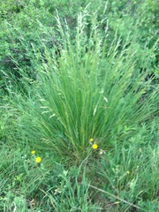 Festuca thurberi