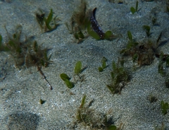 Halophila ovalis
